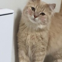 ねこちゃんメイク??