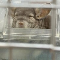 ひな