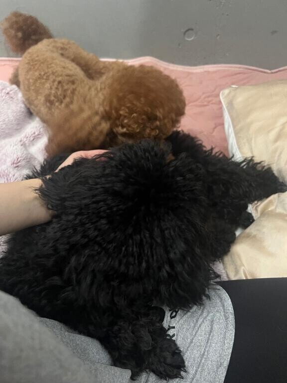 あした