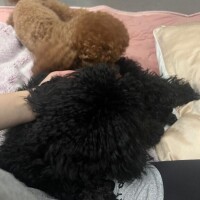 あした