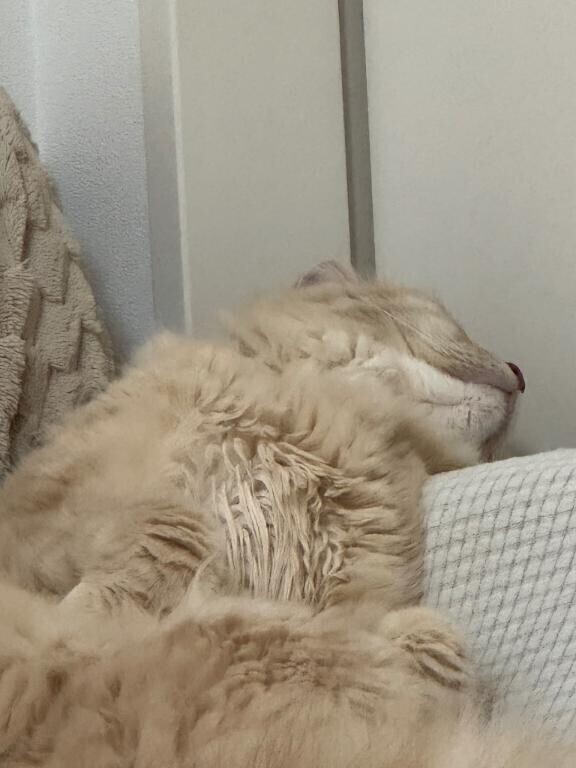 おやすみなさい?