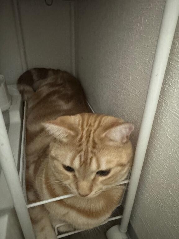 おやすみなさい??