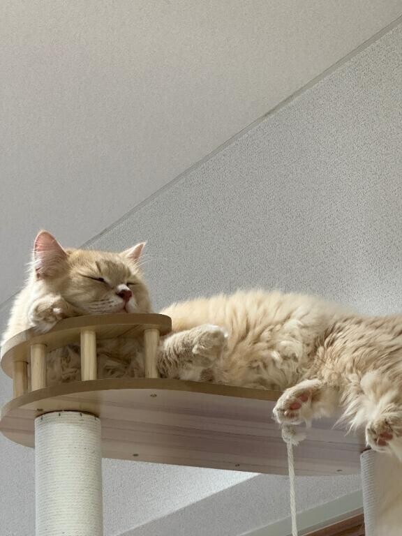 おやすみ(-_-)zzz