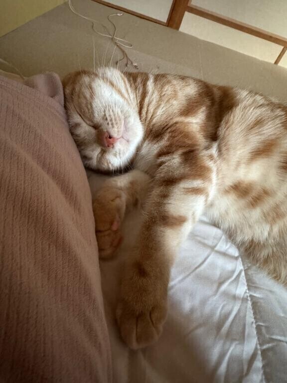 おやすみなさい??