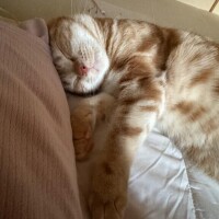 おやすみなさい??