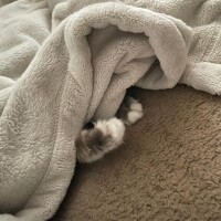 ねこ吸いのすヽめ