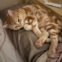 おやすみなさい??