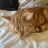 おやすみなさい??