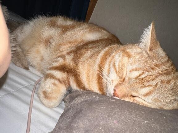 今日はゆっくり( っ °､｡)っ