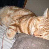 今日はゆっくり( っ °､｡)っ