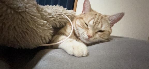 おやすみなさい??