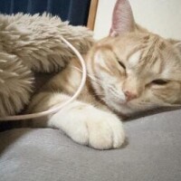 おやすみなさい??