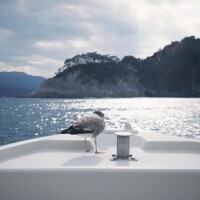 毎度のことながら