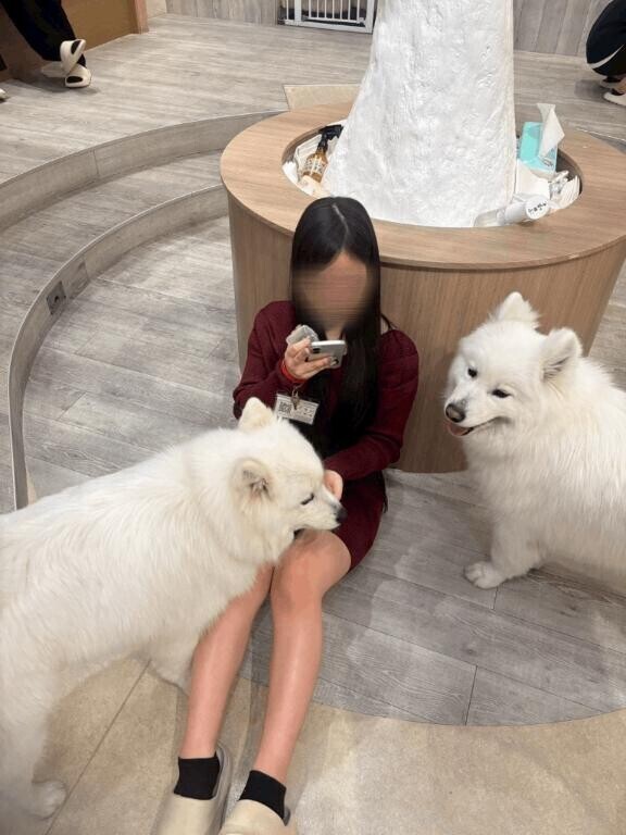 サモエド?? ?. .???