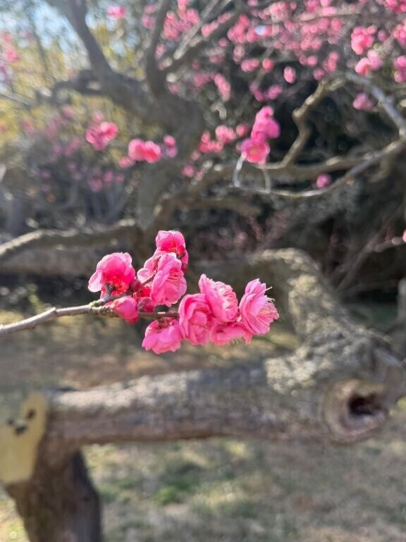 3/13(金)ですが…