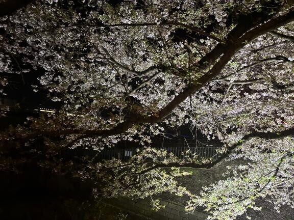 夜桜見てきた?