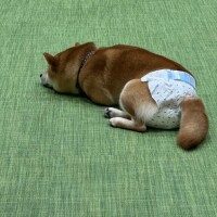 なずな