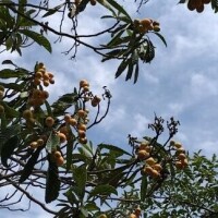 あと枇杷も～