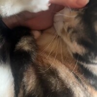 ねこあるある