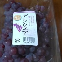 7～8月頭が旬です(?´?`?)