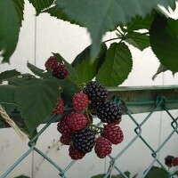 こちらも旬でございますわね