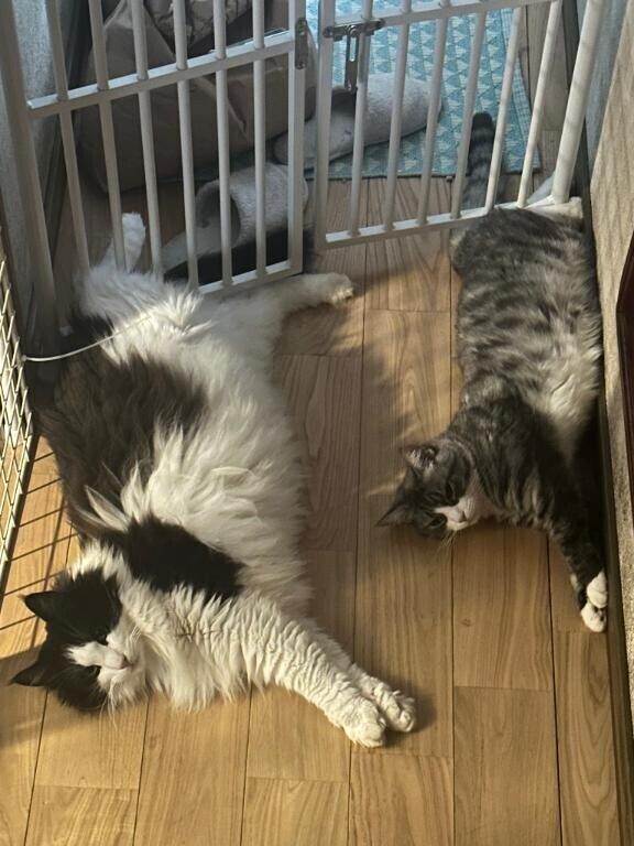 シンクロ