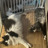 シンクロ