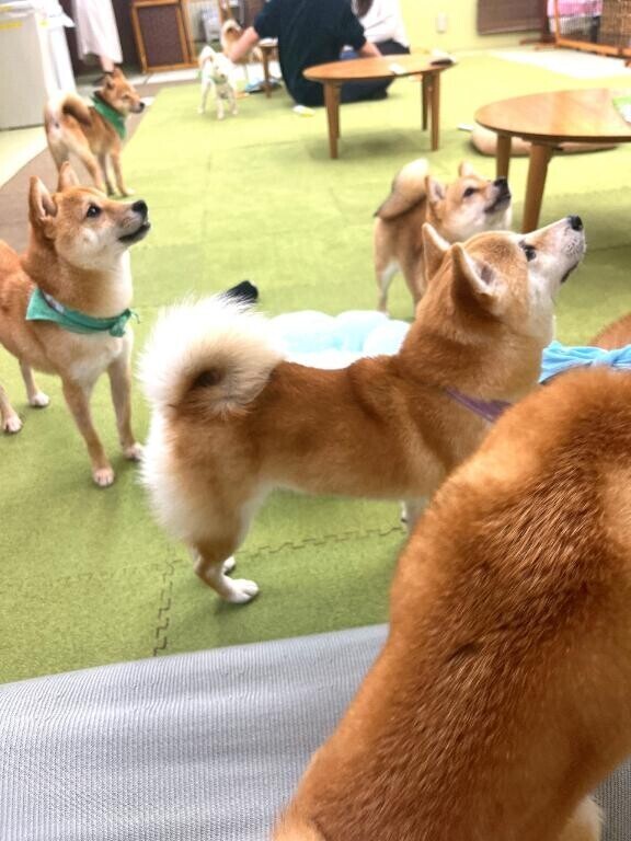 お休みになりました。