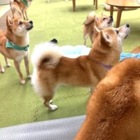 お休みになりました。