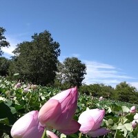 蓮も有名