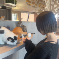 猫カフェ