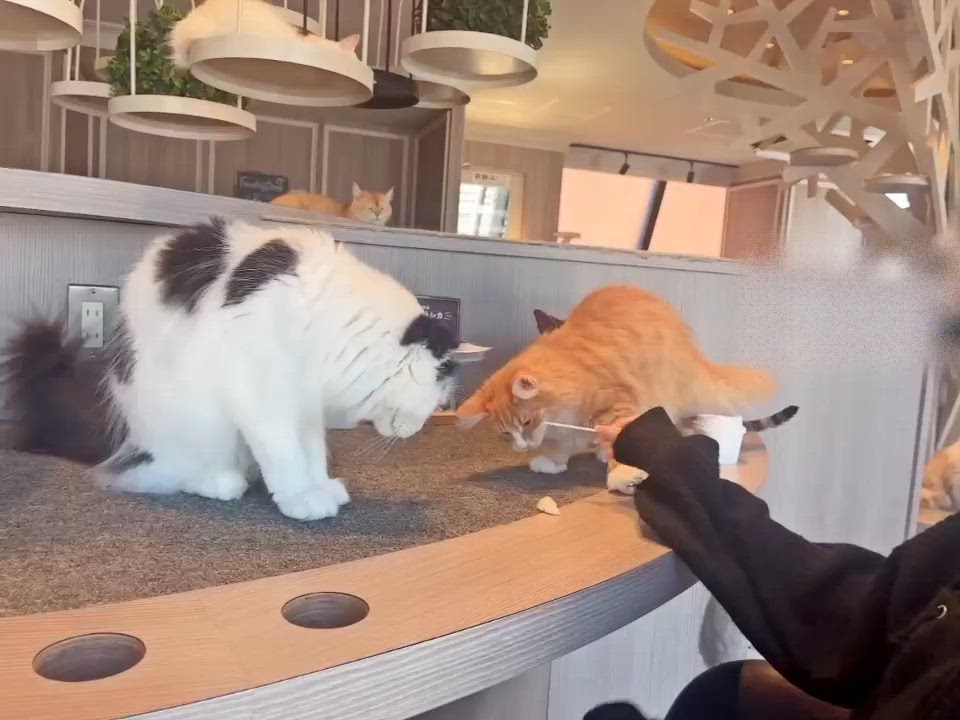 猫カフェ