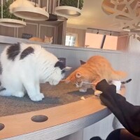 猫カフェ
