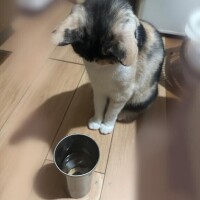 ミア