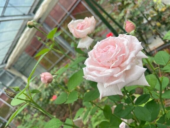 咳喘息と花粉症。