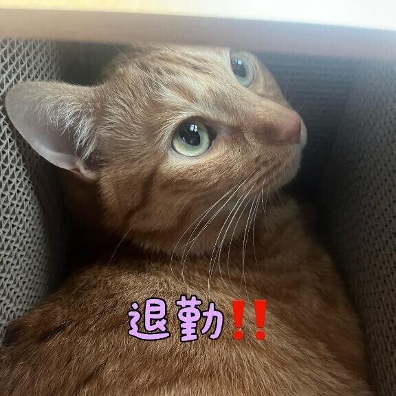 今日ありがとう?