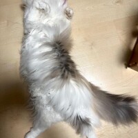 ??