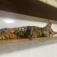 変更