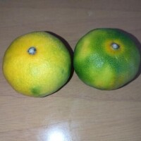 みかん