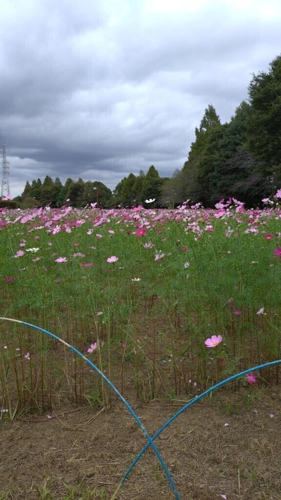 コスモス畑