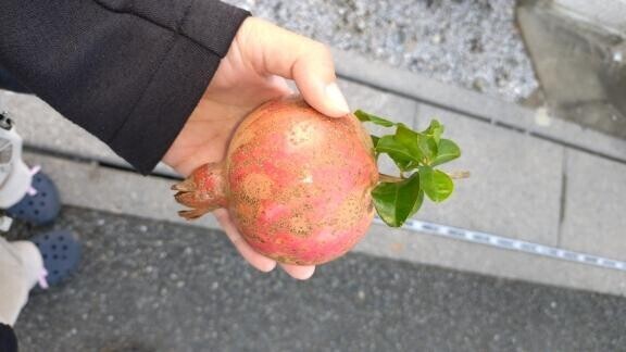 ザクロもらった