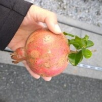 ザクロもらった