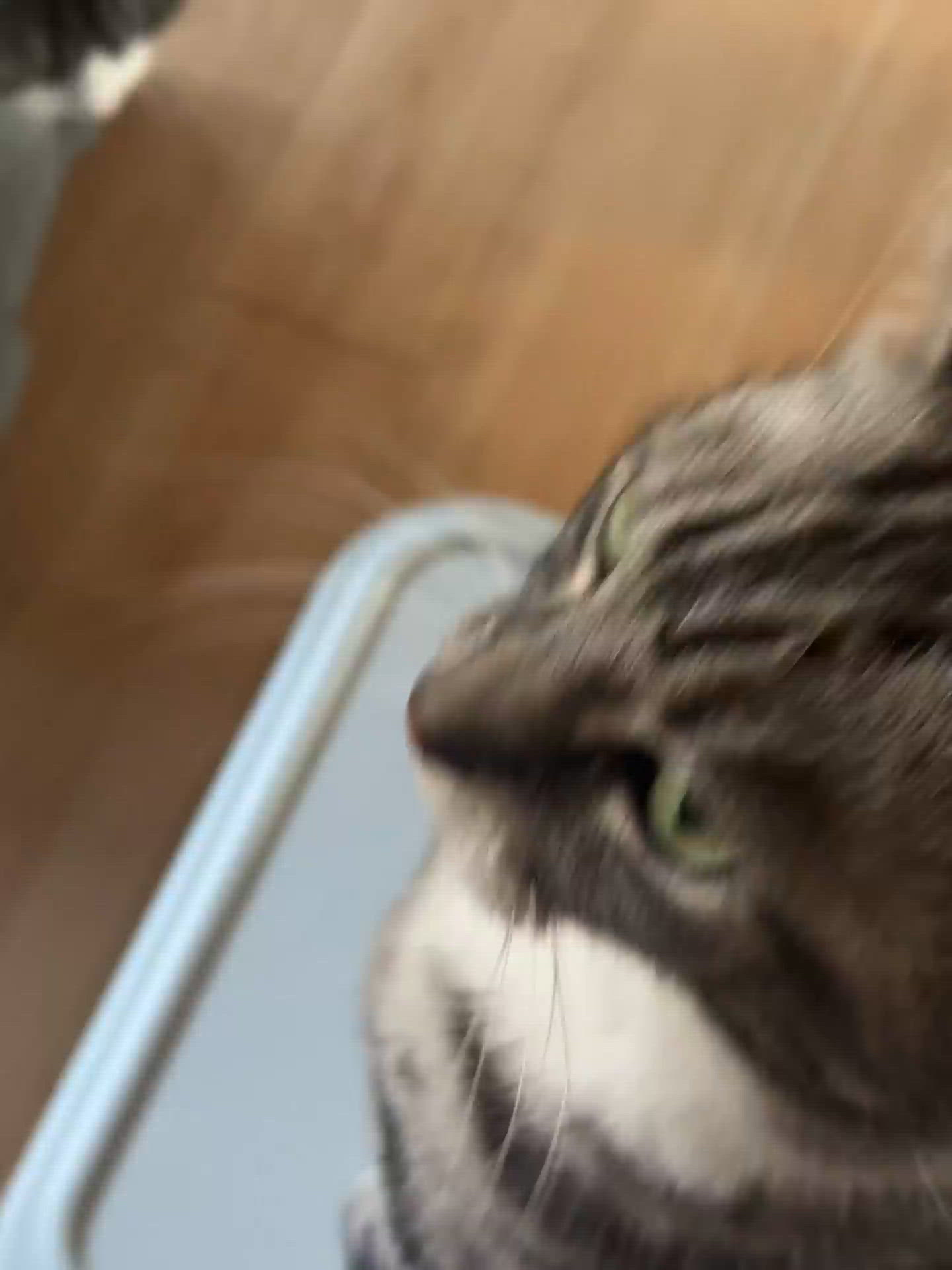 【声がでます】