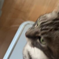 【声がでます】