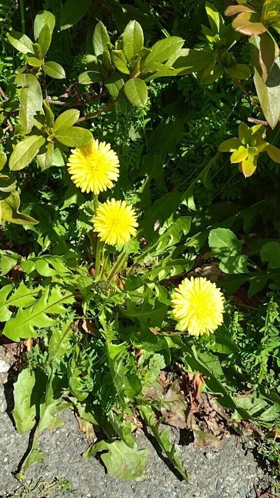 美味しそうですね(?´?`?)