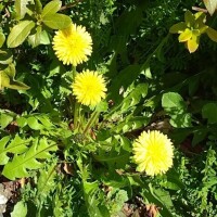 美味しそうですね(?´?`?)