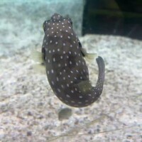 おさかなファンサ