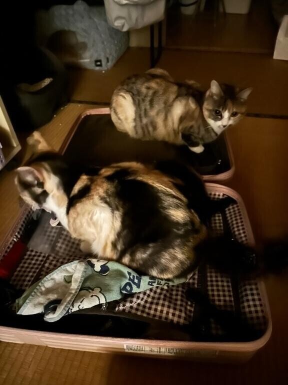猫みたいなことしてる