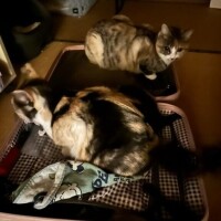 猫みたいなことしてる