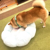 出勤
